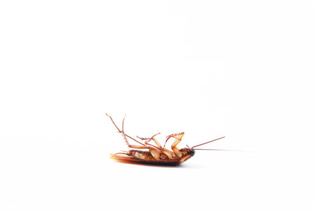 Action image of close-up cockroach isolated on white background.の写真素材