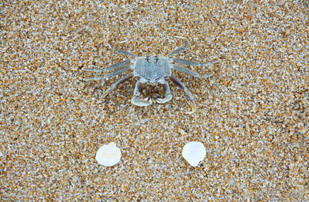 Crab on the beach, Close up sea crab or sand crabs on a sea beach. Shoot in a variety of action.の写真素材