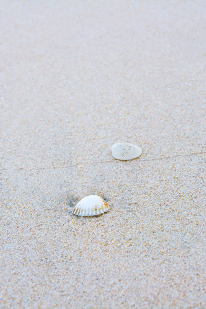 Sea shells on sand., Sea shell on the tropical sandy beach and Space for text.の写真素材