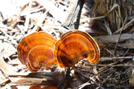 Red mushrooms grows on broken tree, Red mushrooms on tree in the forest close-up, Fungus growing on...