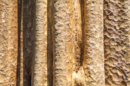 the background from bark and natural