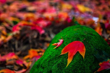 When the seasons change the maple leaf downの写真素材