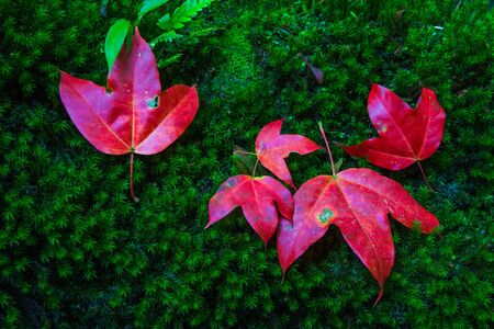 When the seasons change the maple leaf downの写真素材