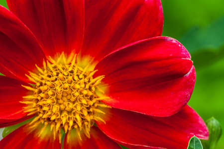 Beautiful flowers in the rain season.の写真素材