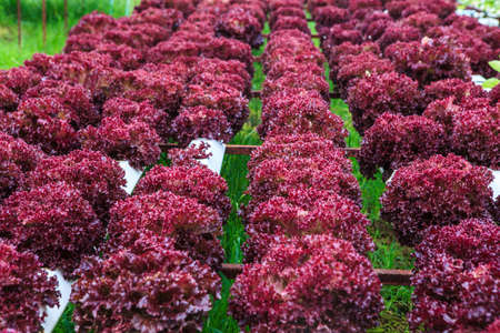 Oganic vegetables for healthy people.の写真素材