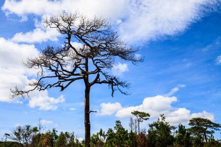 the tree with blue sky and clouds in beautiful day.の写真素材