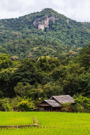 The rice fields on highland in Thailand.の写真素材