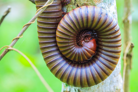 Millipede rolled in the tree.の写真素材