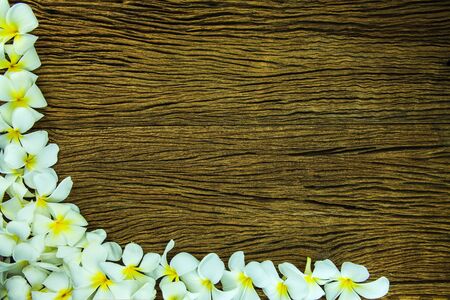 White frangipani on old wood background.の写真素材