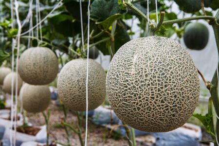 Melon cultivation in plastic greenhouses.の写真素材