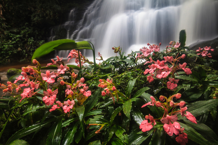 Habenaria rhodocheila Hance  in front  of waterfall deep in the jungle.の写真素材