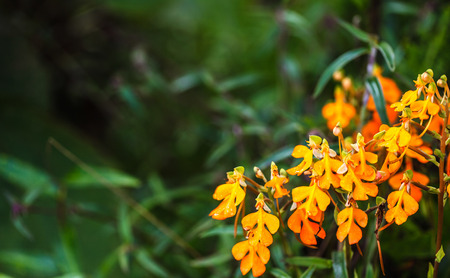 Habenaria rhodocheila Hance  in the jungle.の写真素材