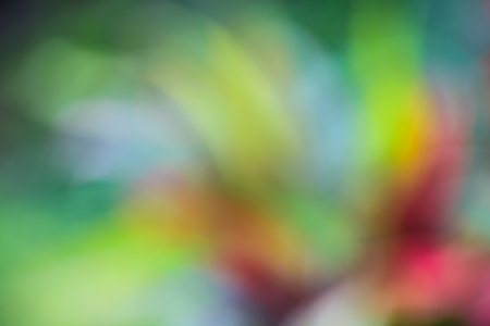 Background from leaves blur and natural.の写真素材