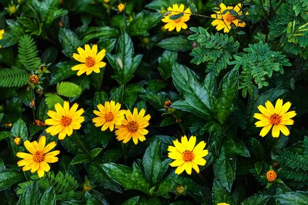 Flower of rain season in the forest.の写真素材
