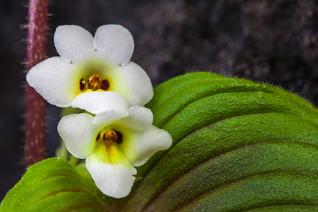 Flower of rain season in the forest.の写真素材
