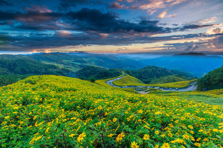 Mexican sunflower, Beautiful flower on  Doi-mae-u-kor, Maehongson province, Thailand.の写真素材