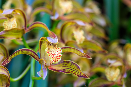 Cymbidium tracyanum, beautiful forest orchid in rainseason.の写真素材