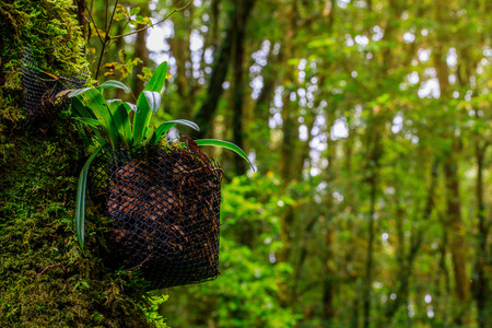 Orchid cultivation to restore the integrity of the forest.