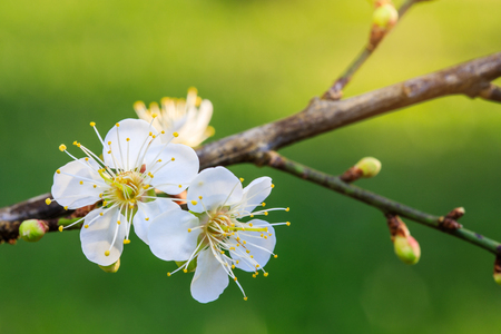 The chinese plum flower in the garden.の写真素材