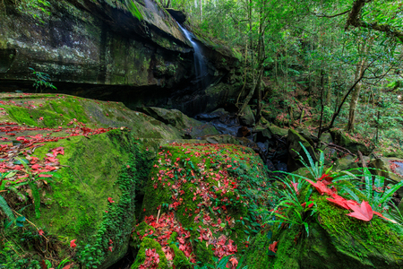 Colourful of maple leafs on the green rocks in autumn season in Phu-Kradueng national park , Thailand.の写真素材