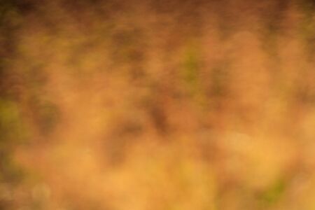 Brown  blurred for beautiful background.