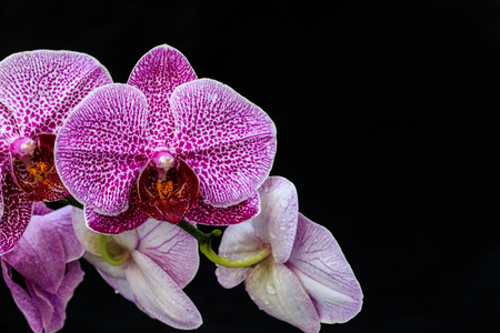 Beautiful orchid on black background.の写真素材