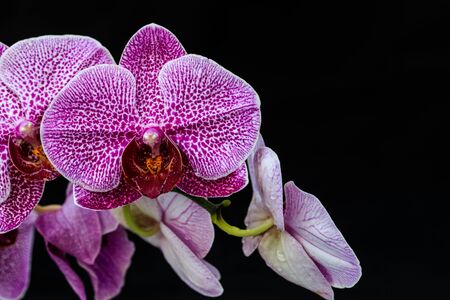 Beautiful orchid on black background.の写真素材
