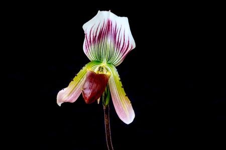 Paphiopedilum, (Lady'slipper), beautiful natural  orchid isolated on black background.の写真素材