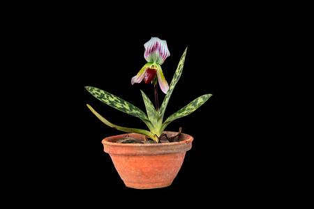 Paphiopedilum, (Lady'slipper), beautiful natural  orchid isolated on black background.の写真素材