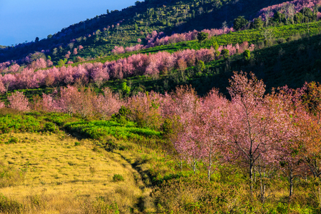 The beautiful Wild Himalayan Cherry in natural meadow on highland in Thailand.の写真素材