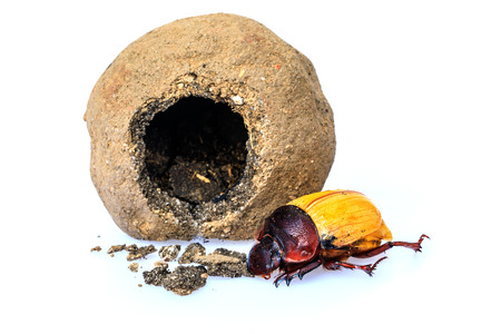 A baby scarab beetle get out the clay nest isolated on white background.