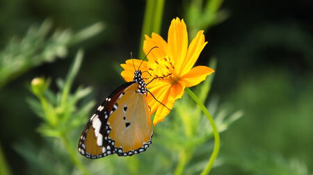 Butterfly and yellow cosmos