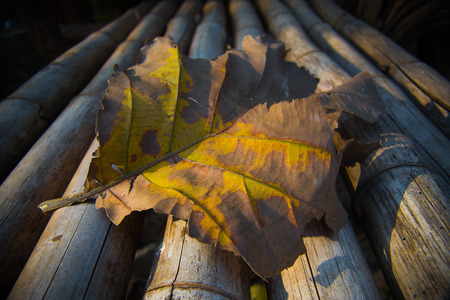 a close up dead teak leaf in very dry weatherの写真素材
