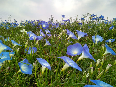 Morning glory flowers in the meadow with blue sky as background.