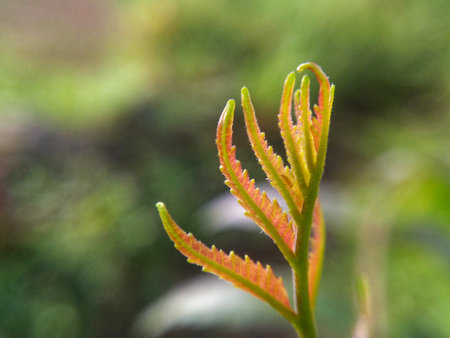 Young shoots of a fern in the spring, close-up