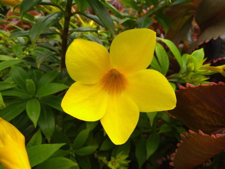 Allamanda cathartica is a beautiful yellow flower in the garden