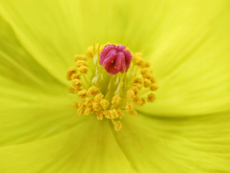 Close up of a yellow flower pistil and stamens.の写真素材