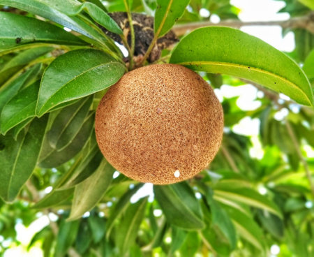 Sapodilla fruit on the tree in the garden, stock photo