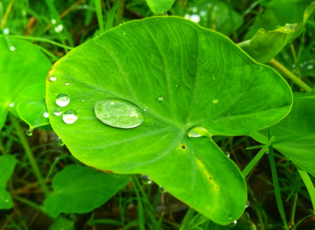 Water drop on green leaf after the rain in the morning time.の写真素材