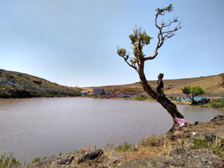 Lonely tree on the shore of a lake in the mountainの写真素材