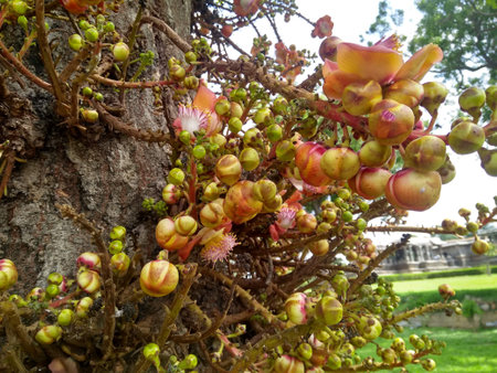 Cannonball tree in the garden. (Cannonball tree)