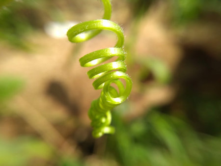 close up of a green fern in the forest, shallow depth of fieldの写真素材