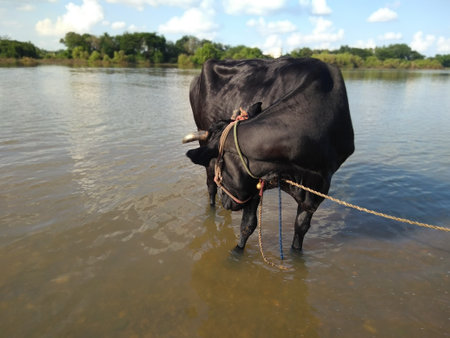 Black cow drinking water from the river in summer, closeup of photoの写真素材