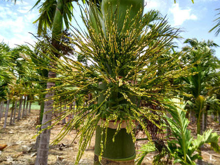 Areca palm tree in the garden on a sunny day.