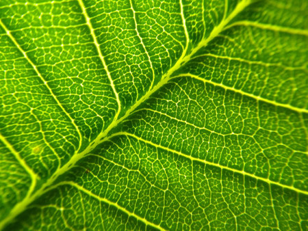 green leaf macro close up abstract background. nature and environment concept.