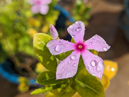 Pink Periwinkle flower with water drops on its petals.の写真素材