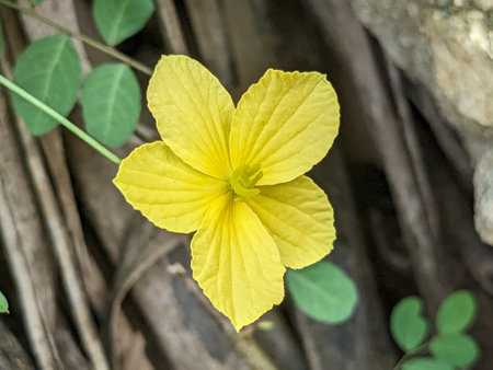 Yellow flower in the garden. Yellow flower on the background of nature.の写真素材