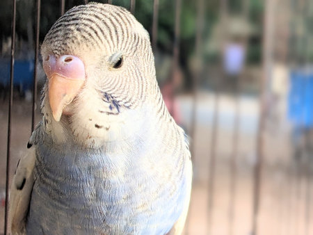 Budgerigar in the cage, close-up.