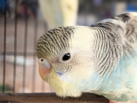 Budgerigar in the cage, closeup of photoの写真素材