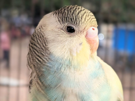 Close up of a budgerigar parrot in a cageの写真素材